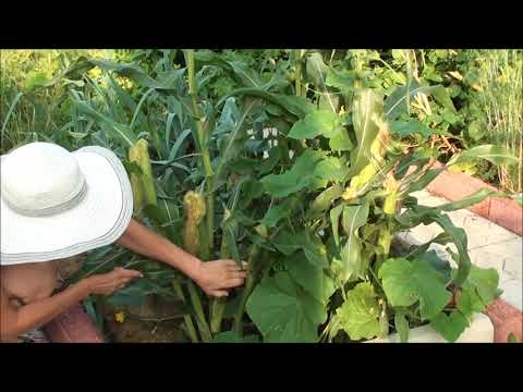 Corn in the Urals and Siberia: cultivation in the open field in the country