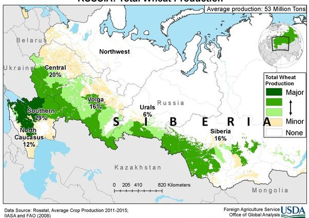 Corn in the Urals and Siberia: cultivation in the open field in the country