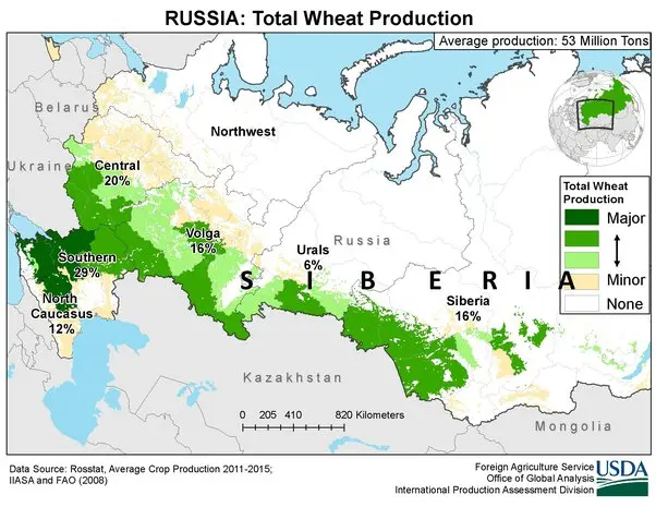 Corn in the Urals and Siberia: cultivation in the open field in the country