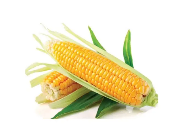 Corn is a vegetable, cereal or fruit