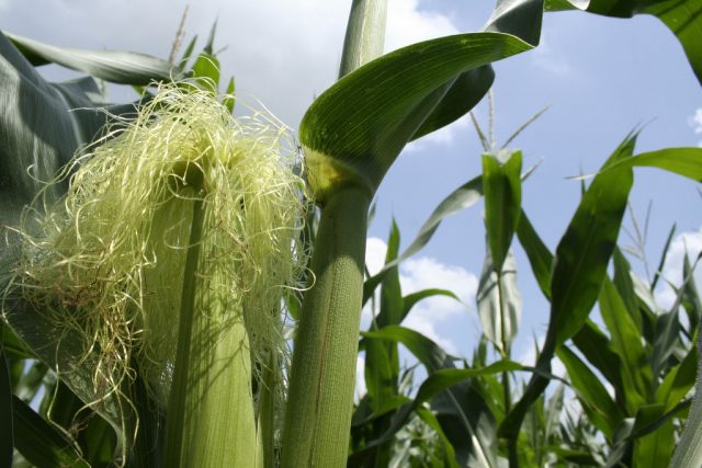 Corn silk: useful properties and contraindications, instructions for use