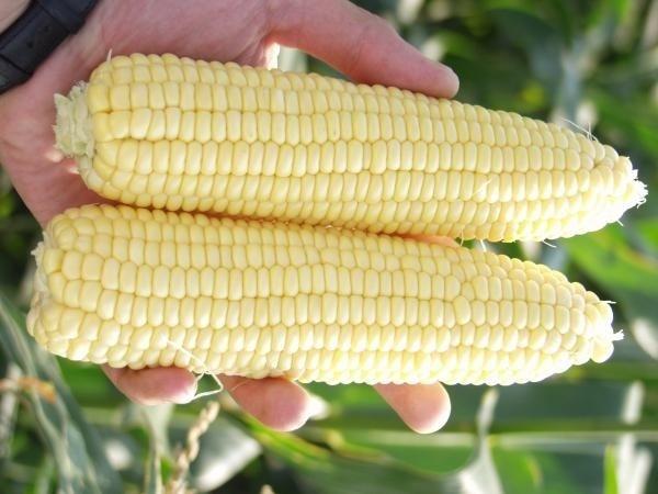 corn varieties