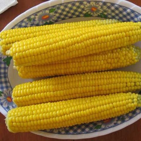 corn varieties