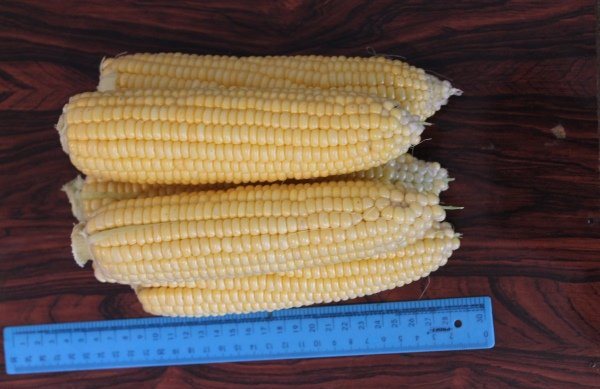 corn varieties