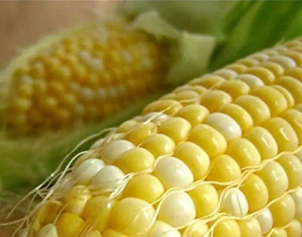 corn varieties