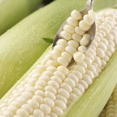 corn varieties