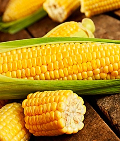 corn varieties