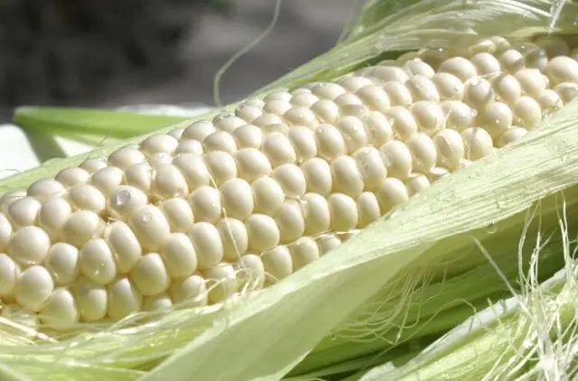 corn varieties