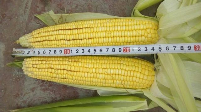 corn varieties