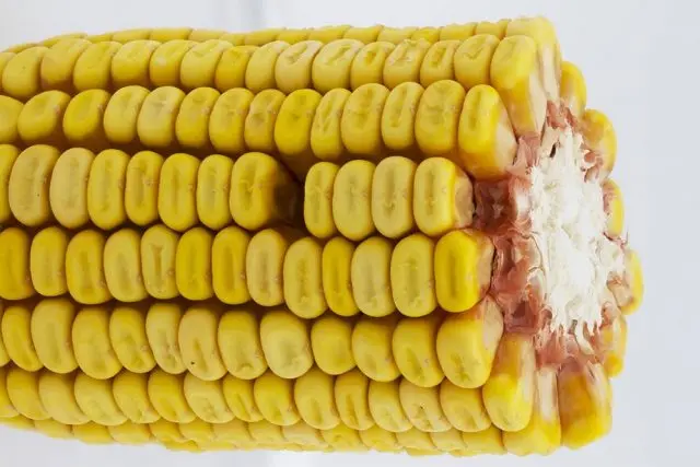 corn varieties