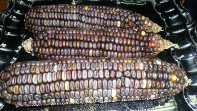 corn varieties