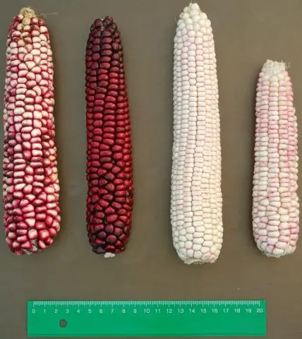 corn varieties