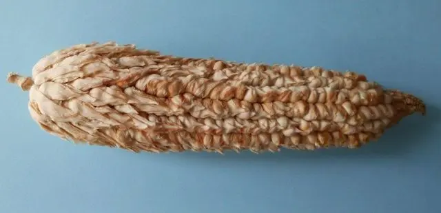 corn varieties