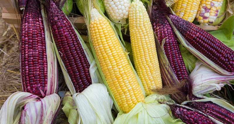 corn varieties