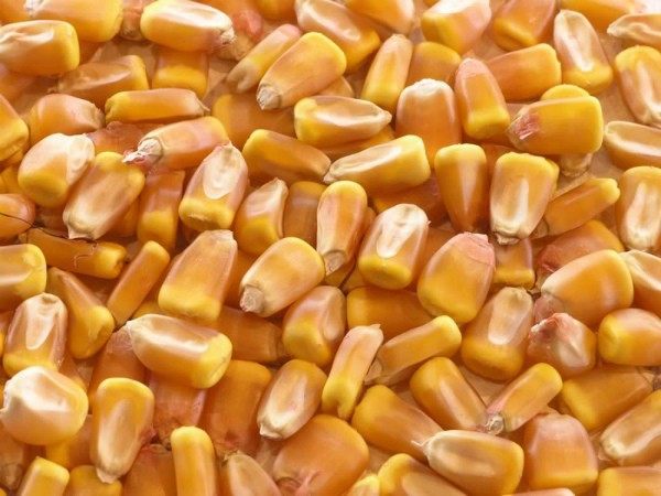 Corn varieties: an overview of the most popular species for the middle lane