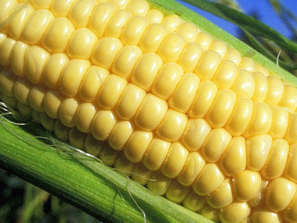 Corn varieties: an overview of the most popular species for the middle lane