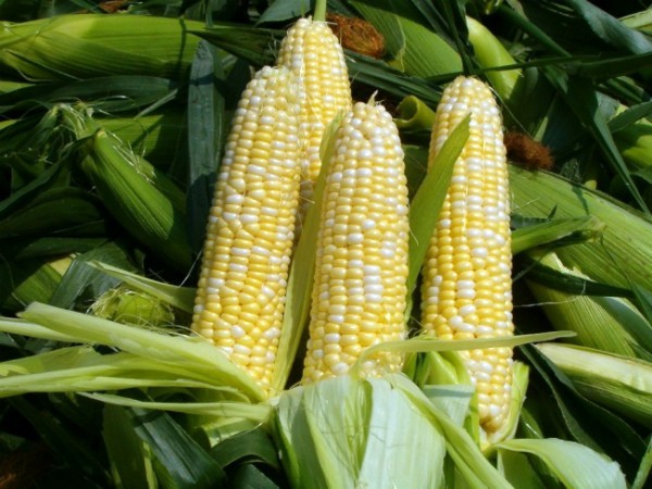 Corn varieties: an overview of the most popular species for the middle lane