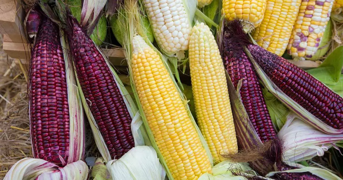 Corn varieties: an overview of the most popular species for the middle lane