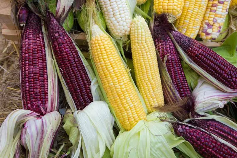 corn varieties