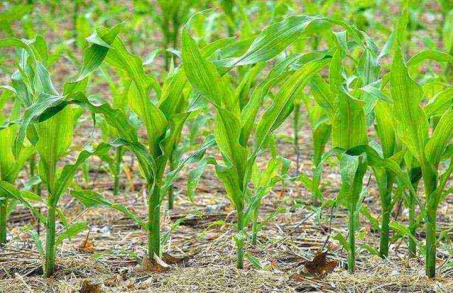 Corn variety early Lakomka 121