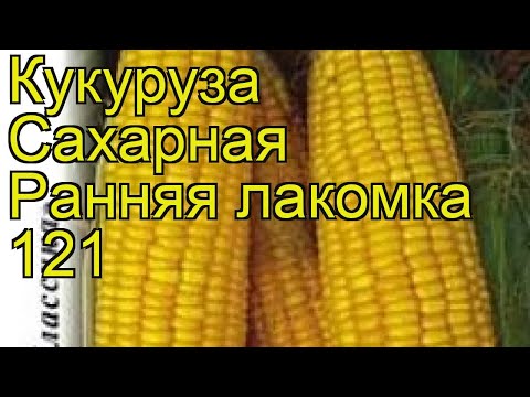 Corn variety early Lakomka 121