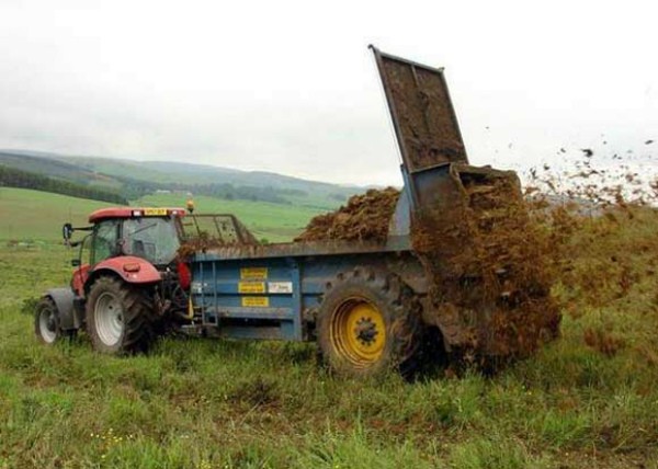 Corn yield per 1 ha: an overview of different varieties