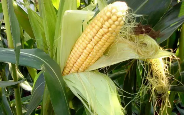 Corn yield per 1 ha: an overview of different varieties