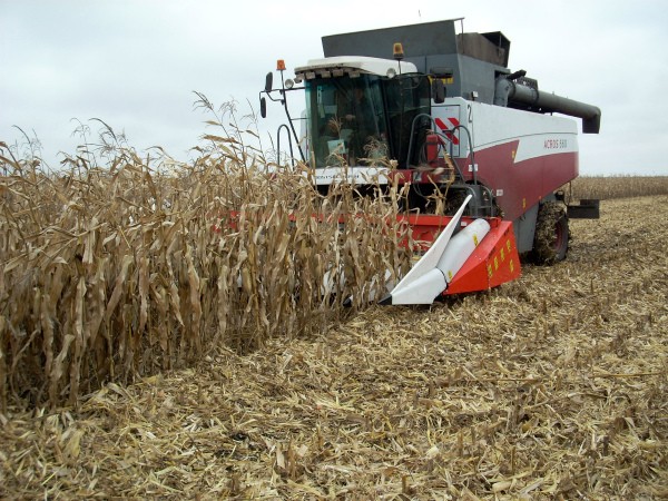 Corn yield per 1 ha: an overview of different varieties