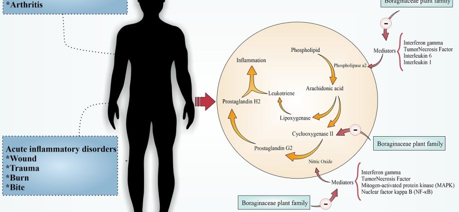 Cornel bone: useful properties and contraindications