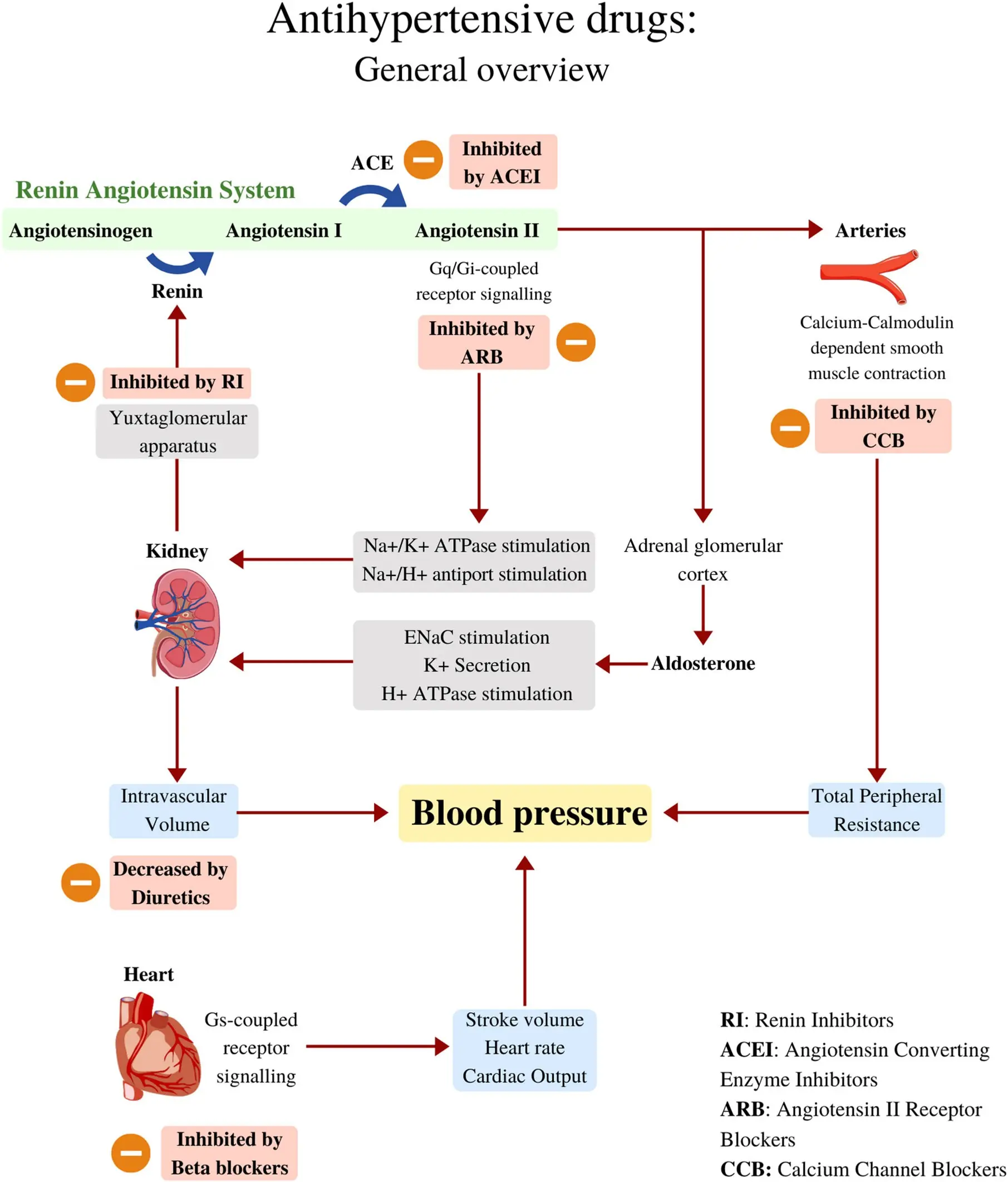 Coronal &#8211; a drug from the group of beta-blockers