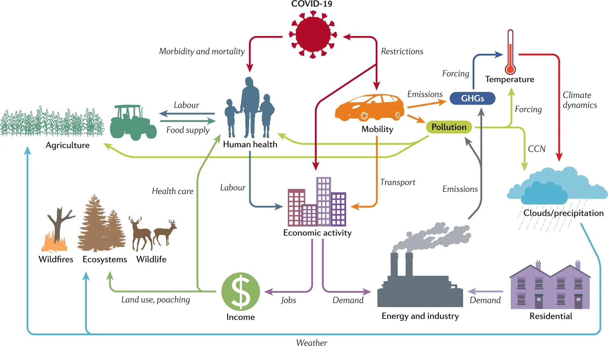 Coronavirus and food. How to prevent pollution? Q&#038;A [EXPLAINED]