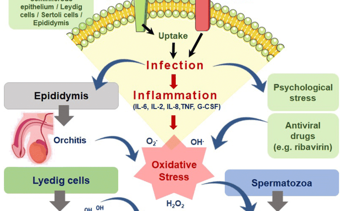 Coronavirus and male infertility. Chinese scientists&#8217; hypothesis