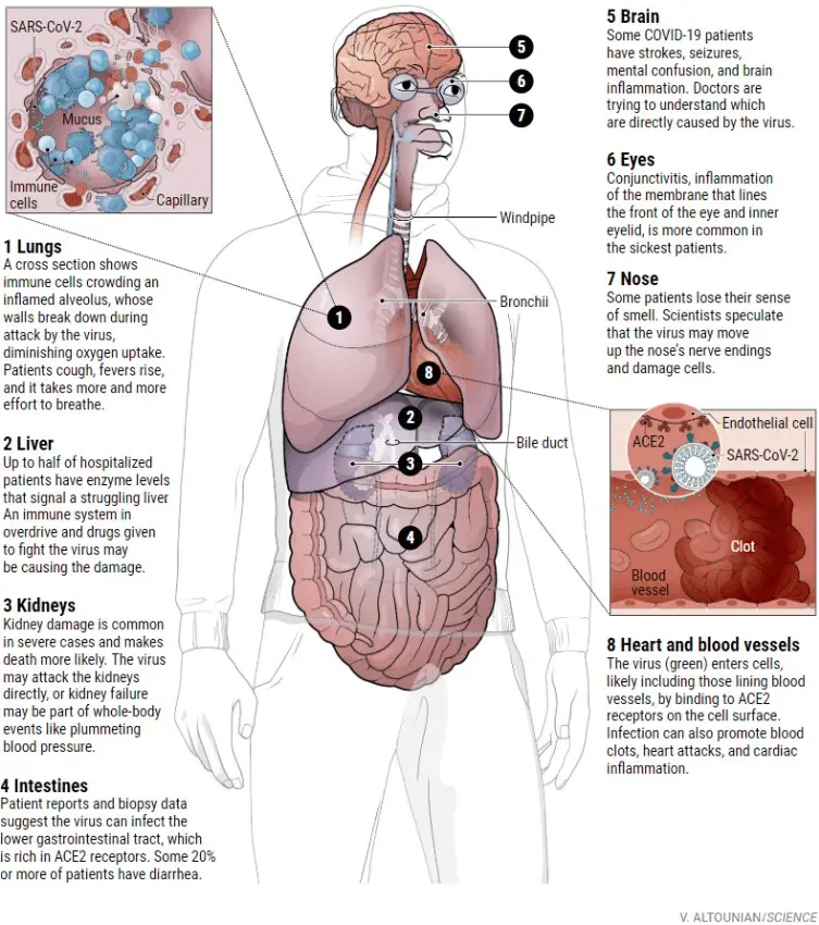 Coronavirus can also enter the body through the mouth. Is that why we&#8217;re losing flavor?