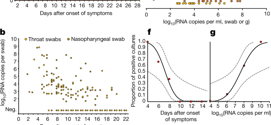 Coronavirus concentration in the nose and throat of asymptomatic people. The disturbing result of the study