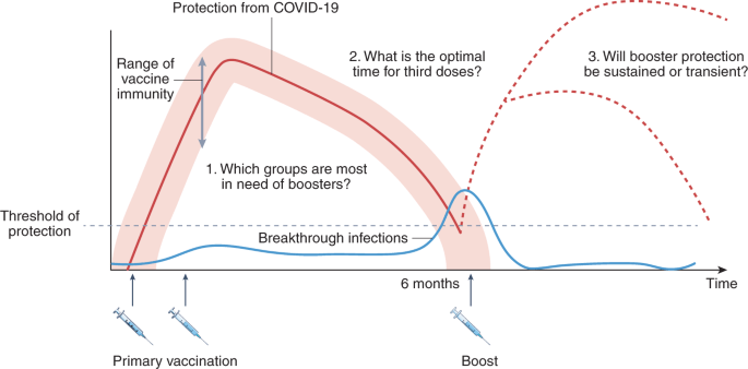 Coronavirus immunity after vaccine. What do we know so far?