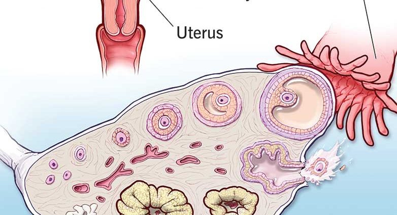 Corpus luteum: menstrual, gestational and corpus luteum failure