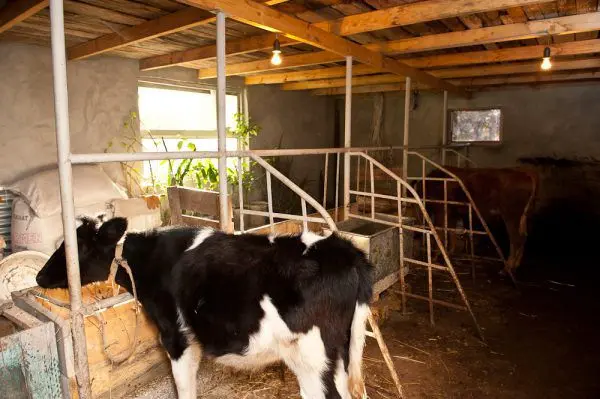 Corral for cattle