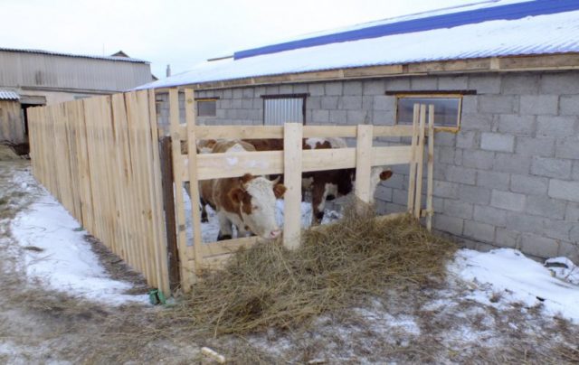 Corral for cattle