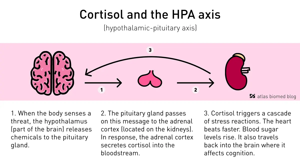 Cortisol, or the stress hormone. What does incorrect level mean?