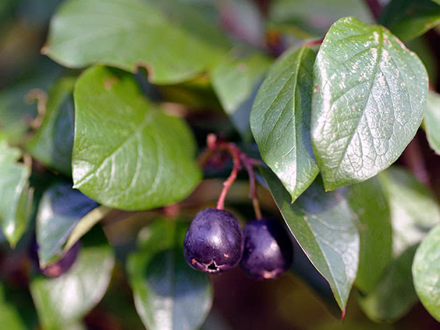 Cotoneaster chokeberry