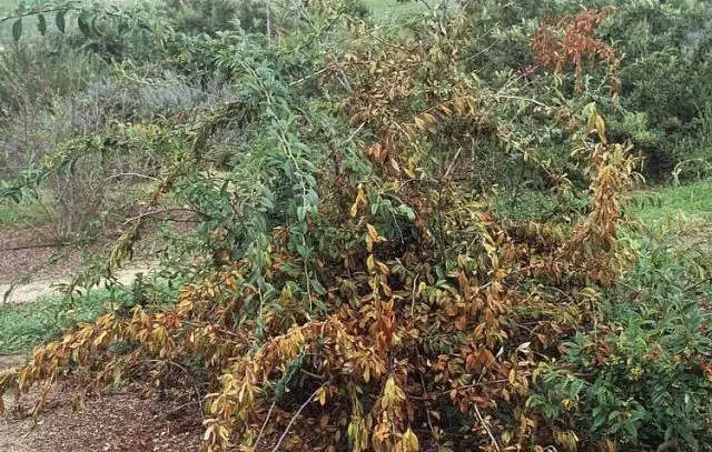 Cotoneaster chokeberry