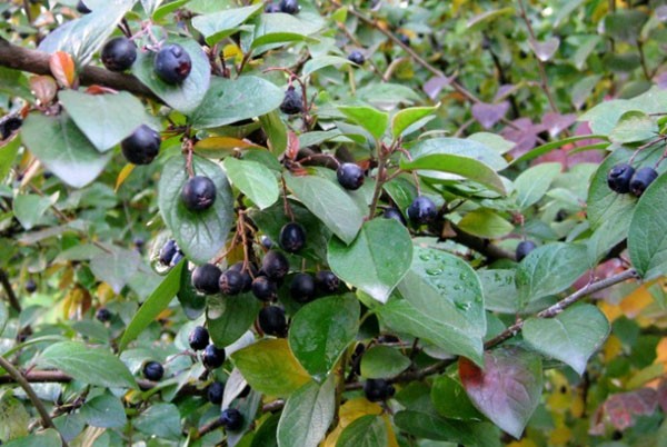 Cotoneaster chokeberry