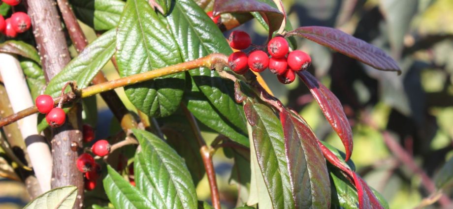 Cotoneaster chokeberry