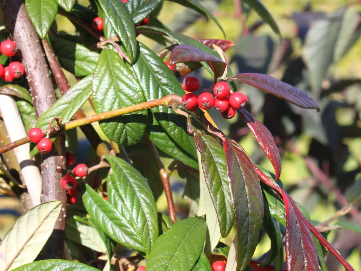 Cotoneaster chokeberry