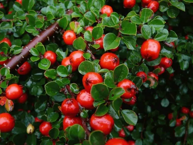 Cotoneaster: photo and description of the shrub