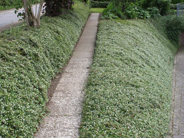 Cotoneaster: photo and description of the shrub