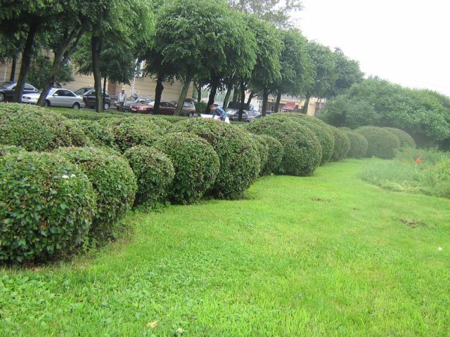 Cotoneaster: photo and description of the shrub