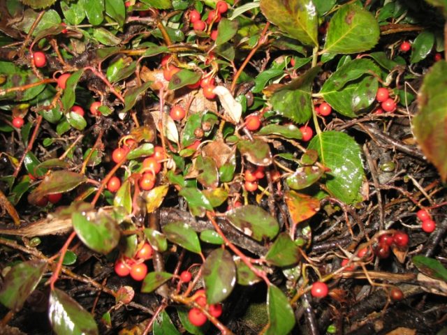 Cotoneaster: photo and description of the shrub