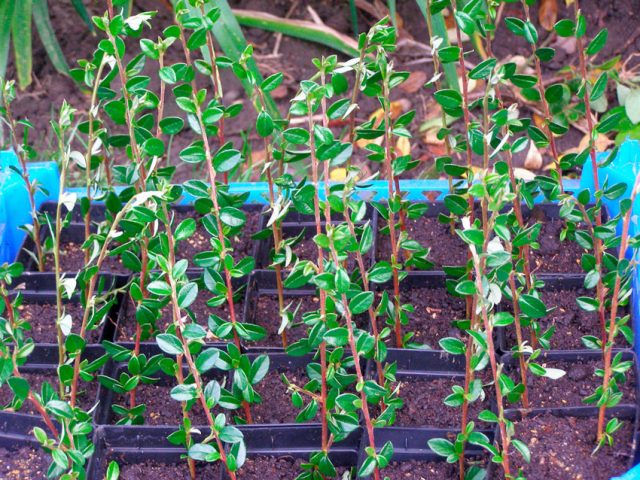 Cotoneaster: photo and description of the shrub