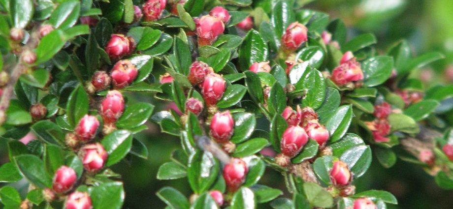 Cotoneaster: photo and description of the shrub